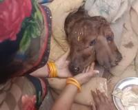 टूंडला में कुदरत का अजीब करिश्मा, पांच पैर, दो मुख वाली बछिया का हुआ जन्म
