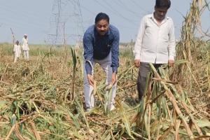अज्ञात लोगों ने किसान की फसल नष्ट की, लाखों का नुकसान