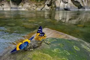 अरुणाचल प्रदेश: नामदफा तितली महोत्सव का आयोजन 26 से 28 नवंबर तक