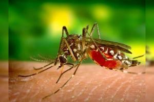 मलेरिया के मामलों में 97 प्रतिशत की गिरावट, देश शीघ्र ही इस बीमारी से मुक्त होगा: अमित शाह