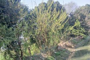 बोलेरो व ऑटो में आमने-सामने से हुई जोरदार टक्कर, एक की मौत, तीन घायल 